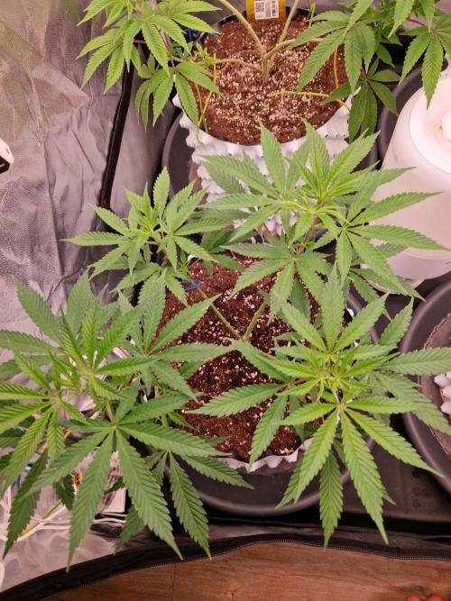 7th Wave. Week 8 - 13.12.25 