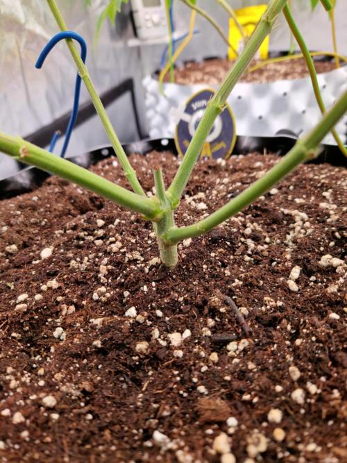 7th Wave. Week 8 - 13.12.25 