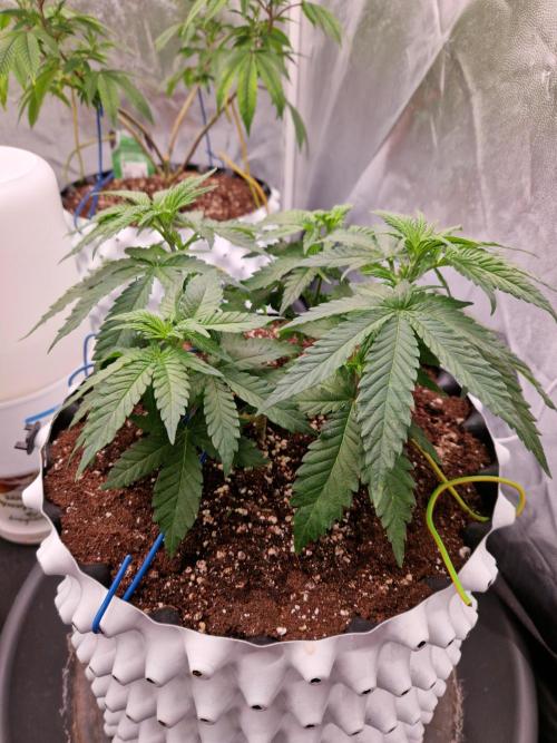 Enemy of the State. Week 8 - 13.12.25 