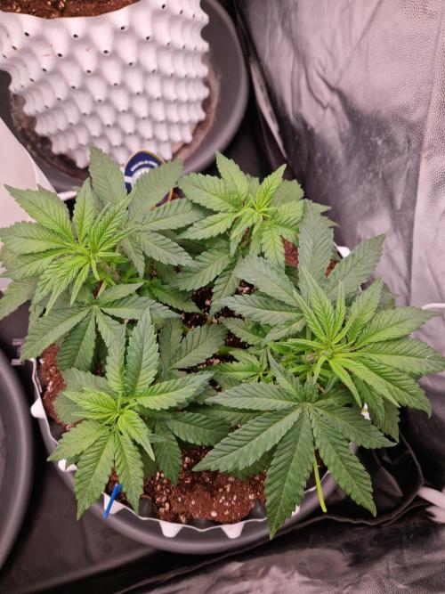 Enemy of the State. Week 8 - 13.12.25 