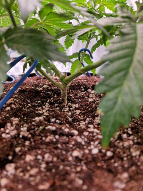 Enemy of the State. Week 8 - 13.12.25 