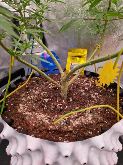 Lemon Mandarin. Week 13 - 21.12.25 