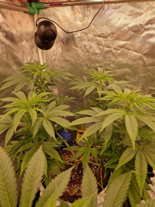 Lemon Mandarin. Week 13 - 21.12.25 