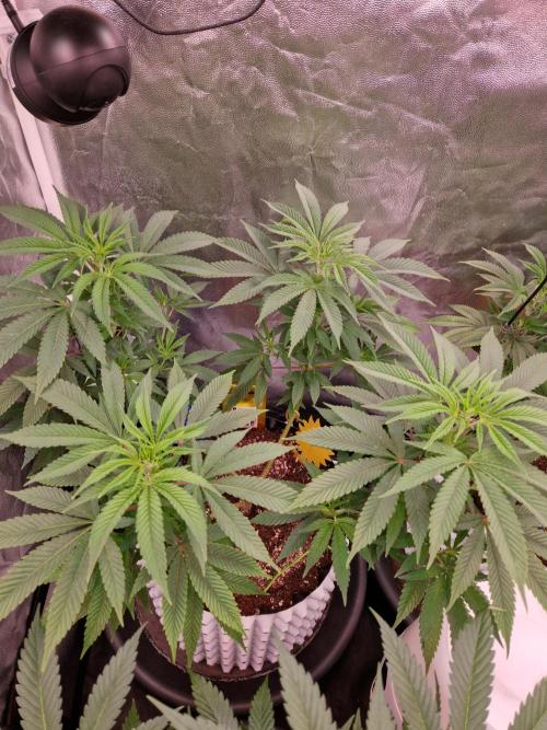 Lemon Mandarin. Week 13 - 21.12.25 