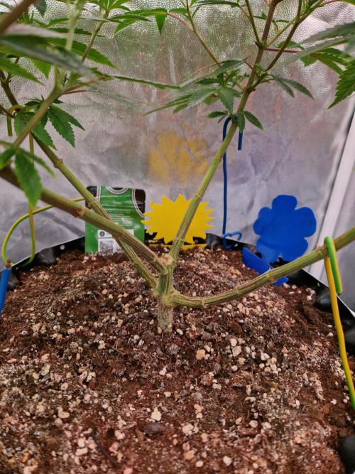 Gorilla Melon. Week 13 - 21.12.25