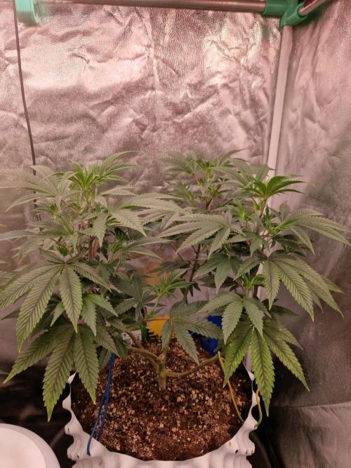 Gorilla Melon. Week 13 - 21.12.25