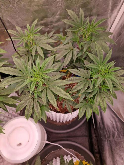 Gorilla Melon. Week 13 - 21.12.25