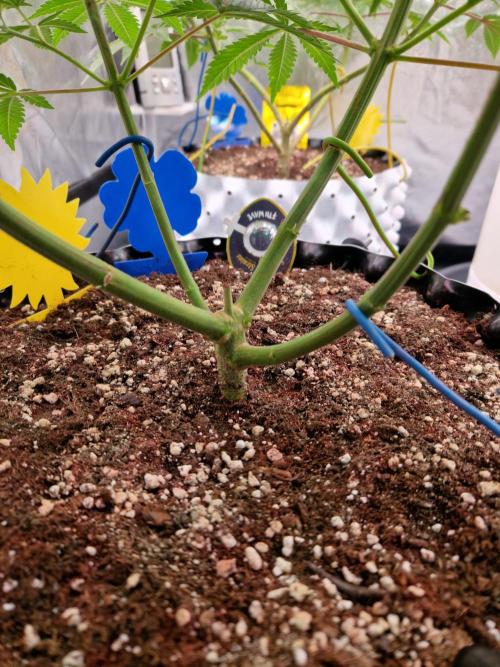 7th Wave. Week 9 - 21.12.25