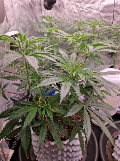 7th Wave. Week 9 - 21.12.25