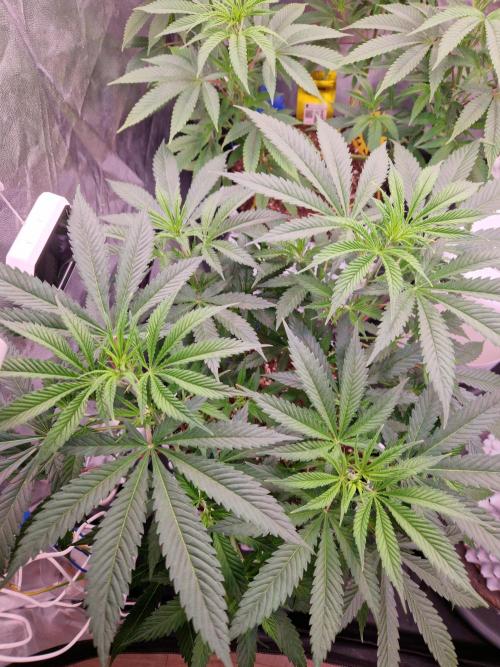 7th Wave. Week 9 - 21.12.25