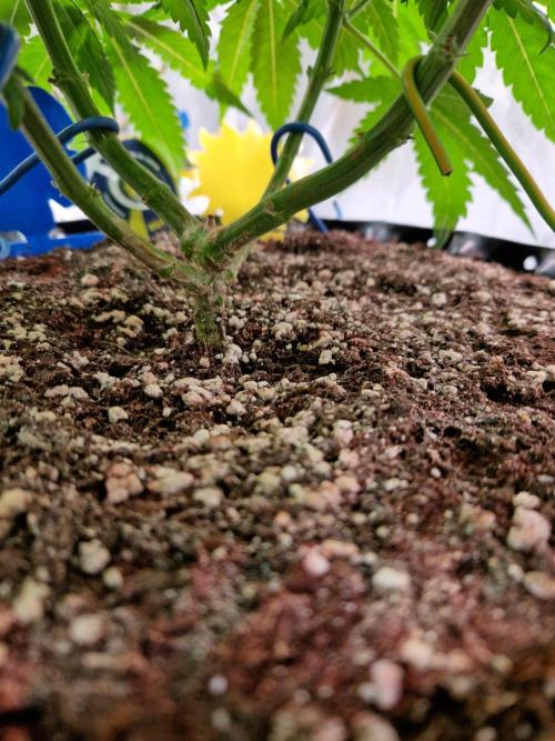 Enemy of the State. Week 9 - 21.12.25