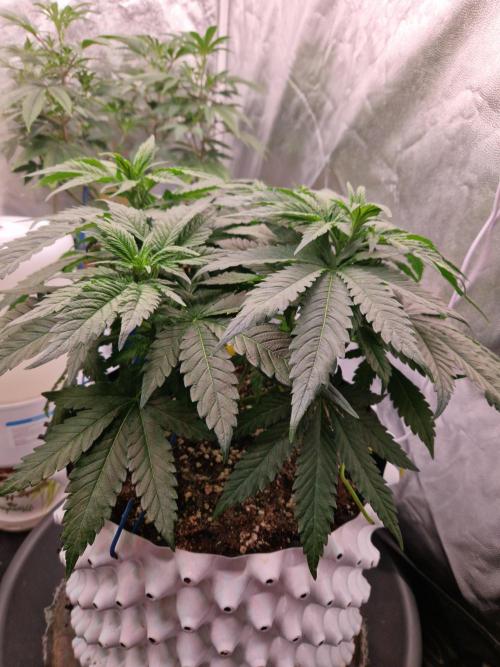 Enemy of the State. Week 9 - 21.12.25