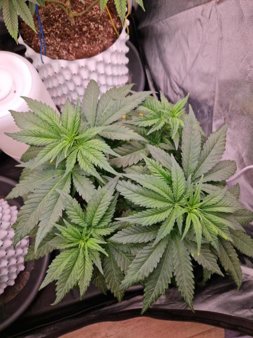 Enemy of the State. Week 9 - 21.12.25