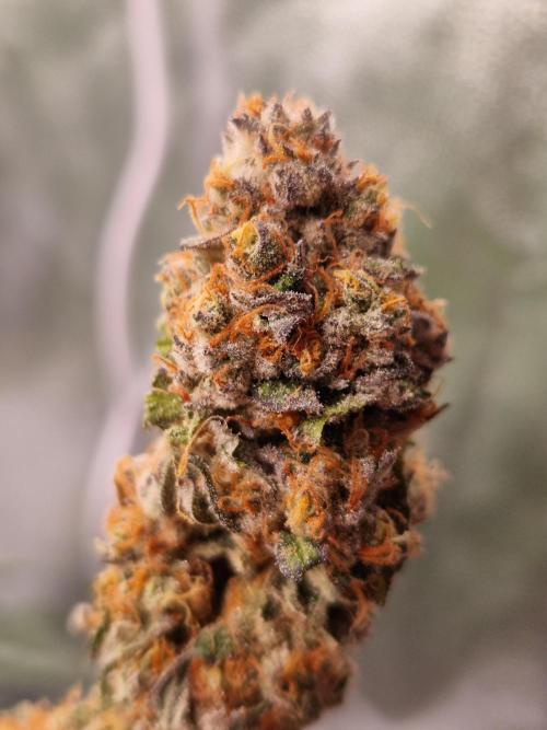 Permanent Melons. Week 18