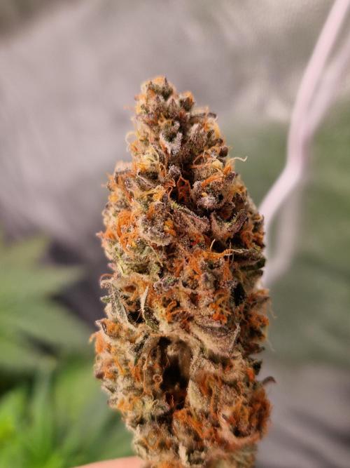 Permanent Melons. Week 18