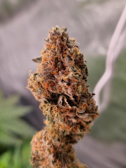 Permanent Melons. Week 18