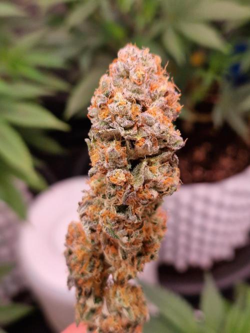 Permanent Melons. Week 18