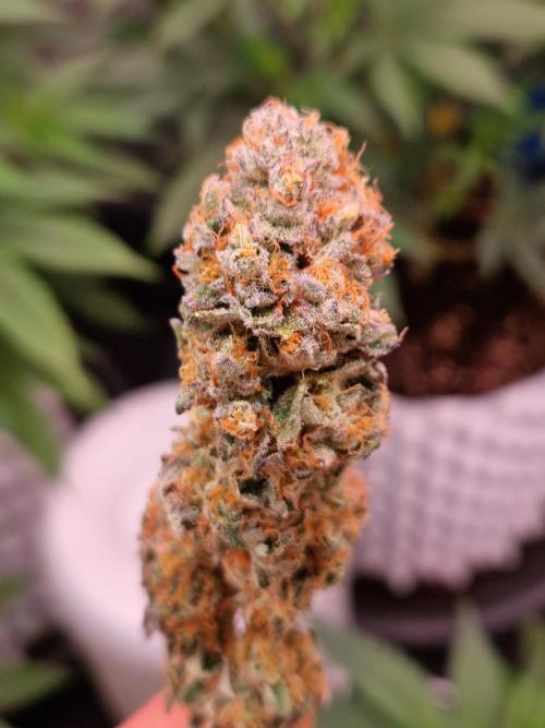 Permanent Melons. Week 18