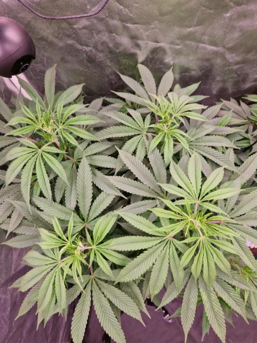 Lemon Mandarin. Week 14 - 27.12.25