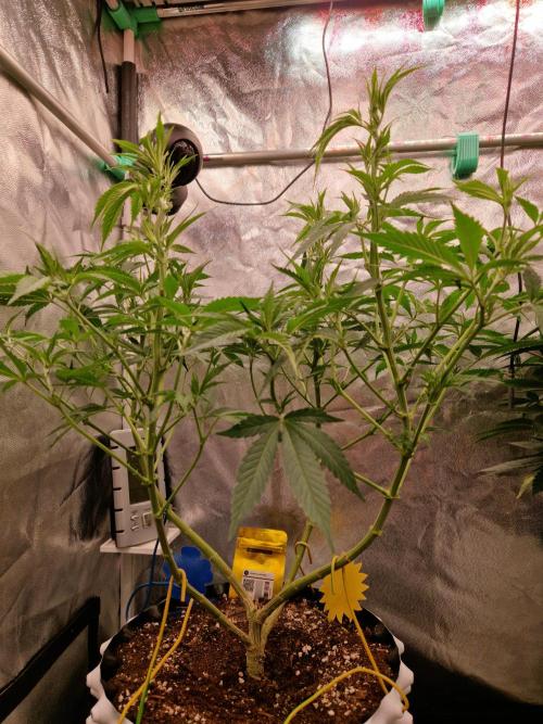 Lemon Mandarin. Week 14 - 27.12.25 