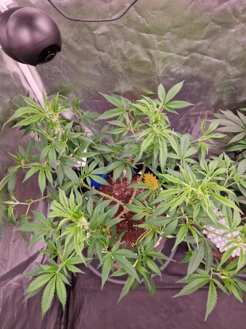 Lemon Mandarin. Week 14 - 27.12.25 