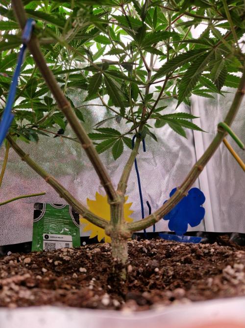 Gorilla Melon. Week 14 - 27.12.25 