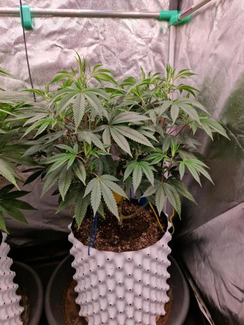 Gorilla Melon. Week 14 - 27.12.25 