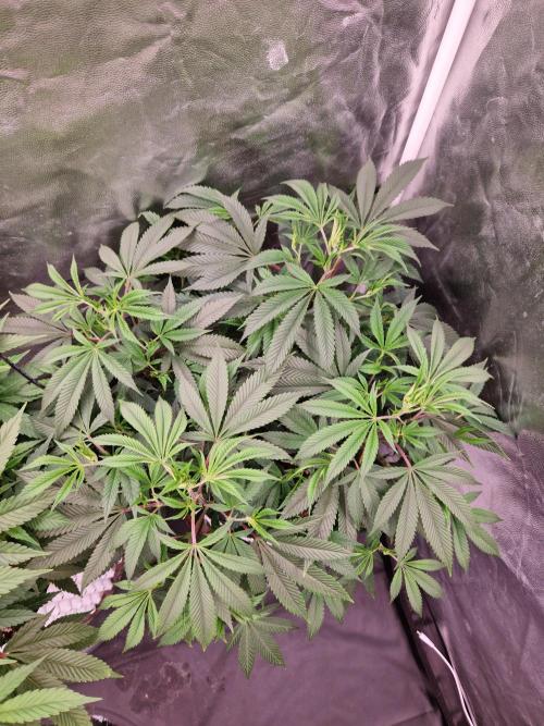 Gorilla Melon. Week 14 - 27.12.25 