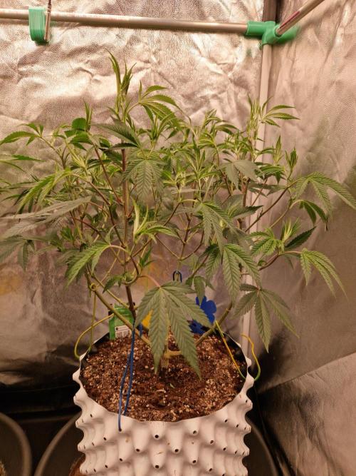 Gorilla Melon. Week 14 - 27.12.25 