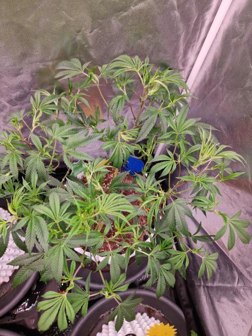 Gorilla Melon. Week 14 - 27.12.25 