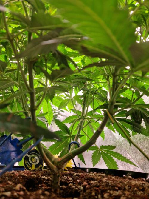 Enemy of the State. Week 10 - 27.12.25 