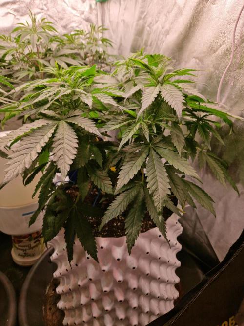 Enemy of the State. Week 10 - 27.12.25 