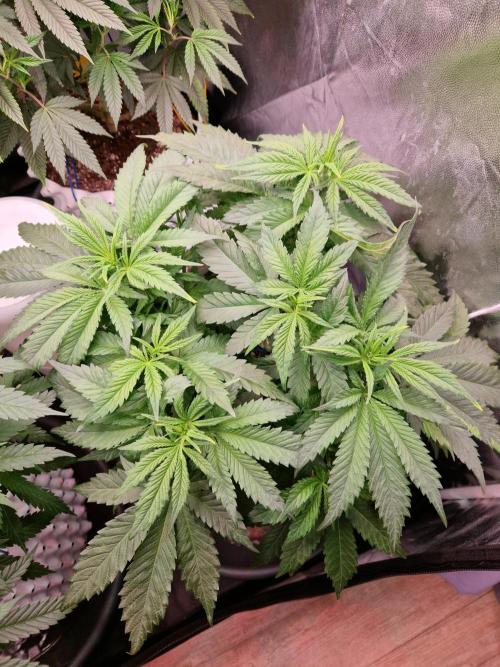 Enemy of the State. Week 10 - 27.12.25 