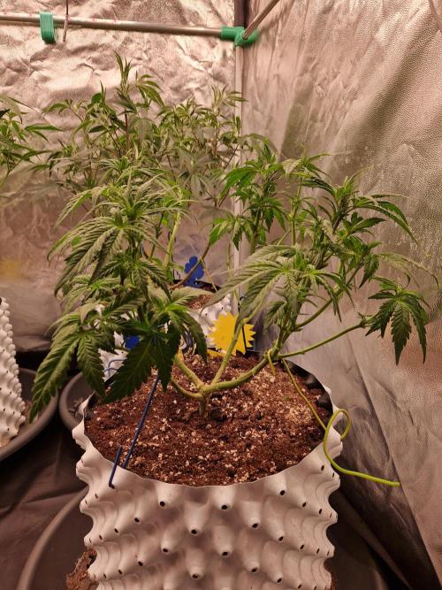 Enemy of the State. Week 10 - 27.12.25 