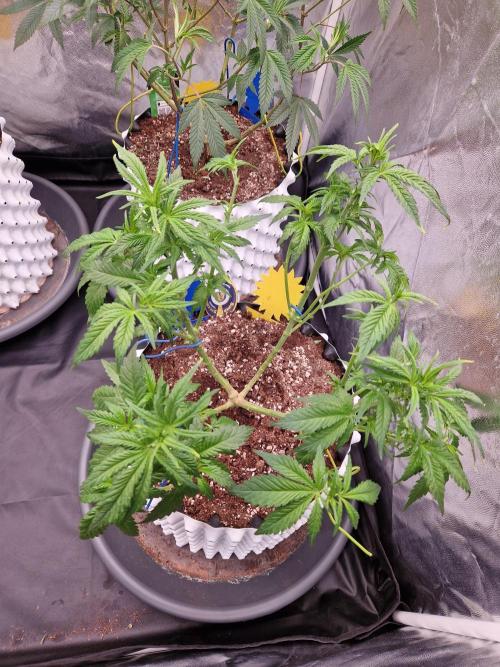 Enemy of the State. Week 10 - 27.12.25 