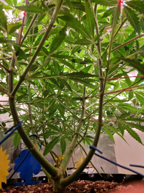 7th Wave. Week 10 - 27.12.25 