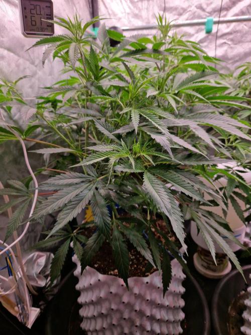 7th Wave. Week 10 - 27.12.25 