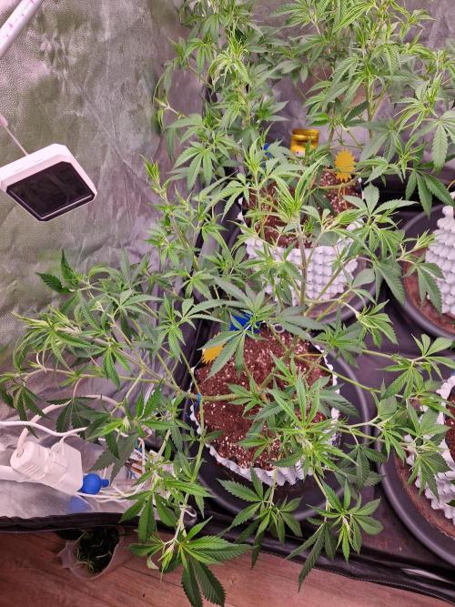 7th Wave. Week 10 - 27.12.25 