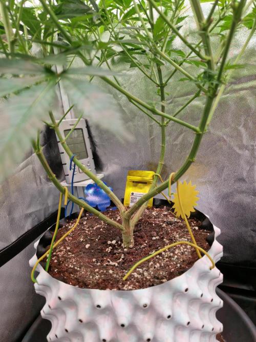 Lemon Mandarin. Week 15 - 02.01.26