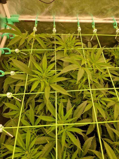 Lemon Mandarin. Week 15 - 02.01.26