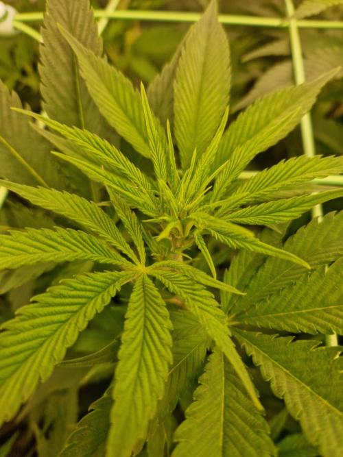 Lemon Mandarin. Week 15 - 02.01.26