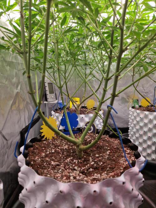 7th Wave. Week 11 - 02.01.26