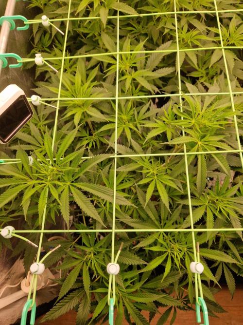 7th Wave. Week 11 - 02.01.26