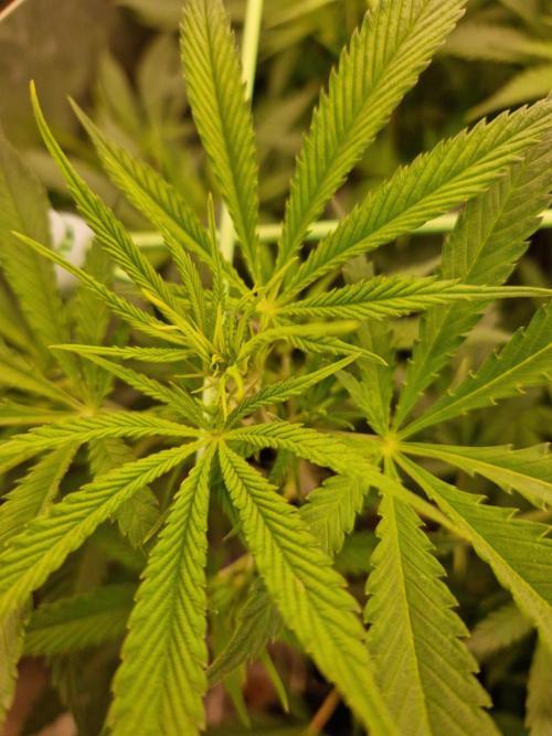 7th Wave. Week 11 - 02.01.26 