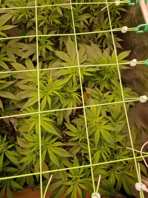 Enemy of the State. Week 11 - 02.01.26