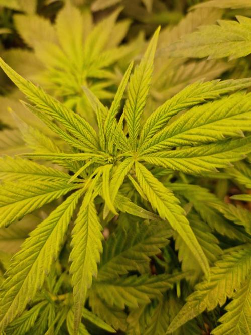 Enemy of the State. Week 11 - 02.01.26 