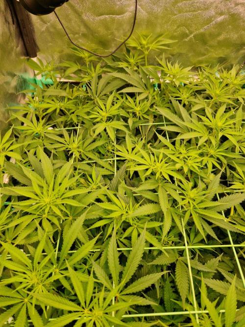 Lemon Mandarin. Week 16 - 09.01.26