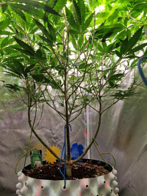 Gorilla Melon. Week 16 - 09.01.26 