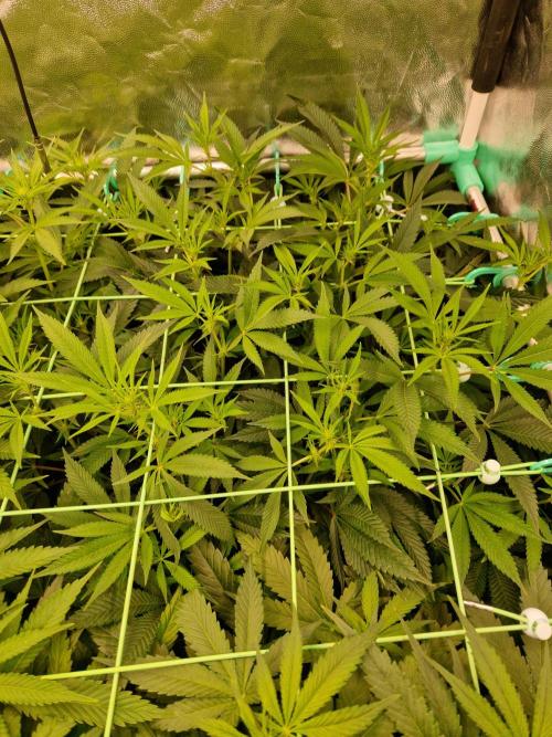 Gorilla Melon. Week 16 - 09.01.26