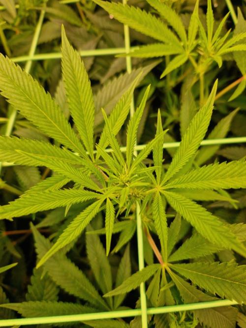 Gorilla Melon. Week 16 - 09.01.26